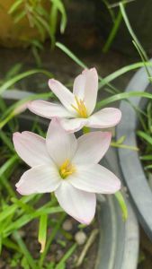 008.หัวดอกบัวดิน Yuki หัวละ 20 บาท ดอกหอม