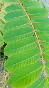 1Kg Lá Muồng Trâu Tươi/khô