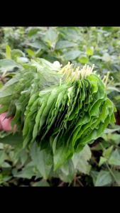 🍃ใบสาบเสือสด🌱ต้นสาบเสือ🫚รากสาบเสือ