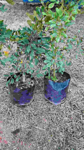 ต้นประยงค์ ไซส์ใหญ่ ไม้มงคล เรียกทรัพย์ เสริมความมั่นคงในหน้าที่การงานการเงิน ขนาด 80-90 เซนติเมตร