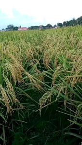 NEW Benih Padi Polton kemasan 5kg original