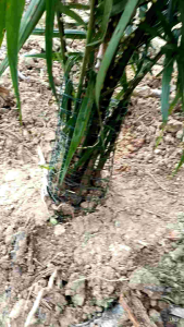 ตะข่ายลวดกันหนูปลูกปาล์ม ลวดชุบพีวีซี หนา อย่างดี ตา3/4 หรือ 6หุ่น