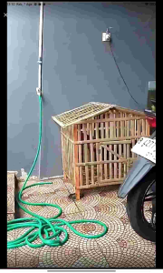 Kandang bambu ayam dan kelinci