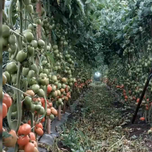 BENIH TOMAT MERAH BESAR | TOMATO RED (KEMASAN ORIGINAL)
