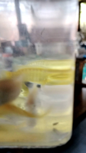 mix package 2 piece of yellow electric chiclid and 2 piece of albino  white chiclid finger size