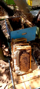 MADU FRESH 1KG MURNI FULL NEXTAR HUTAN ACASIA RIAU