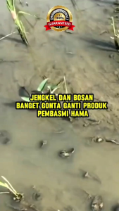 BOMA PUPUK CAIR PENGUSIR & PEMBASMI HAMA + ZPT 1 LITER dan 250 ML Beli 3 Gratis 1
