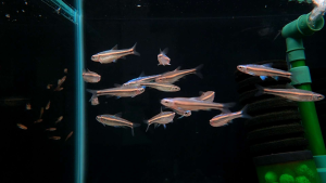 Rainbow Shiner (Notropis chrosomus) Freshwater Fish