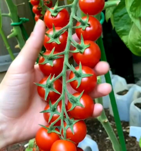 (KEMASAN PREMIUM) BIJI/BENIH TOMAT CHERRY MERAH IMPORT (isi -+100 butir benih)