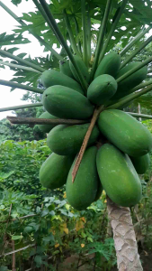 Benih Bibit Eceran Pepaya California Madu Isi 150 Biji Pilihan