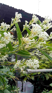 ทิวา กระถาง 11 นิ้ว ต้นสวยและแข็งแรง (กทม)