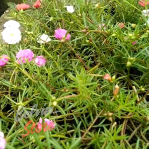 (-+1.000 butir) Benih tanaman bunga mose rose double mix mix import [kemasan pabrik]