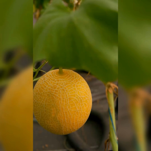 3 BIJI BENIH MELON INTHANON GOLDEN EMERALD SWEET IMPORT