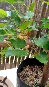 Bibit Buah Mulberry | Murbey | BERBUAH