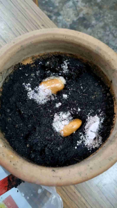 Rooting powder for plant