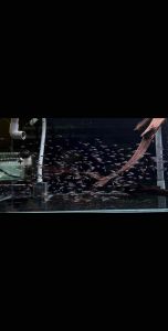 Cardinal Tetra/Tetra/Freshwater 新灯/红莲灯/灯鱼/水草缸必备/群游观赏效果绝佳(Sin Quan Aquaculture Enterprise)