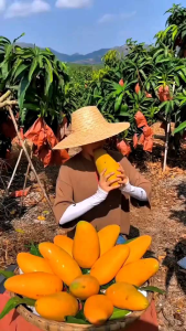 Bibit Tanaman Mangga Kiojay Unggul