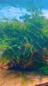 Rêu mini taiwan chuyên trang trí hồ thuỷ sinh