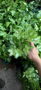 Dương sỉ cẩm thạch