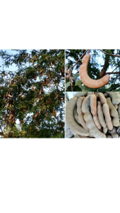 มะขามยักษ์~มะขามสด~มะขามสำหรับทำแช่อิ่ม