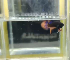 BETTA SPLENDENS SPADE TAIL HIGH QUALITY