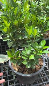 ส้มจี๊ด ไม้มงคลเสริมฮวงจุ้ย #น้องส้มจี๊ด #ส้มจี๊ดมังกรทอง เป็นไม้มงคล ผลทานได้ พุ่มใหญ่ ใบเขียวเข้ม# ลูกดกเต็มต้น #เป็นไม้แดด