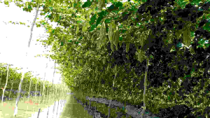 Hạt giống khổ qua Hero 07 (100 hạt)