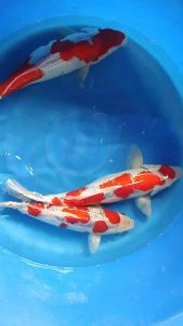 Japan Goshiki 38cm from Maruhiro Farm  RM2500 per koi