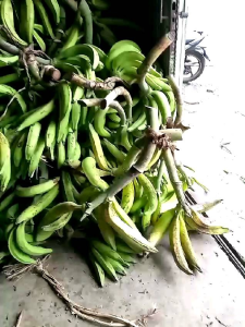 pisang tanduk madu asli cianjur selatan 1kg
