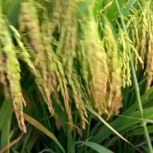 BENIH BIBIT PADI MAWAR 1KG