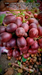 BUAH MATOA 1kg freess baru petik