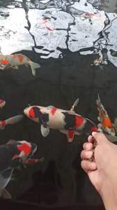 BULKIE 5mm 1 Kg - Pakan Ikan Koi Pelet Khusus Pembesaran Jadikan Koi Juara