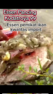 BIANG ESSEN (KDUS) AROMA KWENI DURIAN UDANG SUSU SEREH AJIB TENAN. UTK LOMBA DAN HARIAN. TARGET INDUKAN/BABON