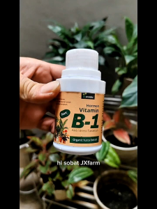 JXFarm Vitamin B1 Tanaman Anti Stress Kualitas Import