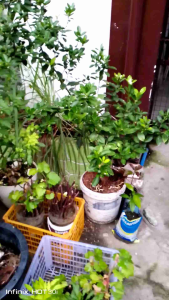 MAS PINABISA na TricMoBac PLUS: FOLIAR Treatment & Organic Growing Media