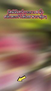 บอนสี รัศมีจันทร์ กระถาง 6 นิ้ว