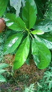 Daun Alpukat Muda Spesial untuk kesehatan 250gram/kemasan