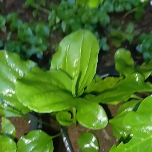 KIURAT SEGAR daun bersih hasil sortir siap digunakan kualitas terbaik.