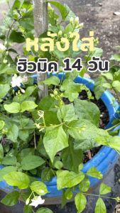 ฮิวมิคเข้มข้น ระเบิดราก ปรับสภาพดิน แตกยอดสวย โตไว3เท่า