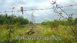 lụp bẫy chào mào inox 304 có quấn đồng tỉ mỉ Bẫy Chim Inox Chống Gỉ Thết Kế Lụp Bẫy Chào Mào Hiệu Quả Bẫy Chào Mào Dễ Sử Dụng - Lazada