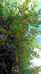 กิ่งตอนไทรเกาหลี ขนาด 80 cm. ขึ้นไป