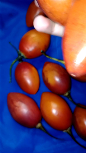 Asli Amerika Buah Terong Belanda 250 gr