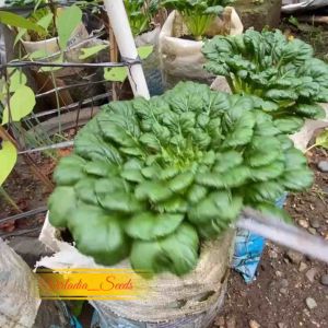 [Virladia Seeds] Biji Benih tanaman sawi Pagoda Ta Ke Cai