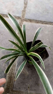 anak pokok spider 吊兰幼苗🌱