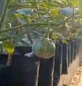 BIJI/BENIH TANAMAN TERONG LALAP BULAT HIJAU