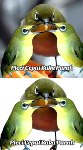 Pleci Gacor Bukpar. Extra Super Gacor Racikan Penggacor Burung Kicau.