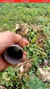 linggis gali tanah-Mata Dodos linggis-Mata dodos besi super tajam-Dodos panen sawit-linggis ganco tanah