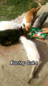 [10kg] KHAF Premium Cat Food | Makanan Kucing KHAF Premium | Perisa Salmon & Tuna by Ecovet