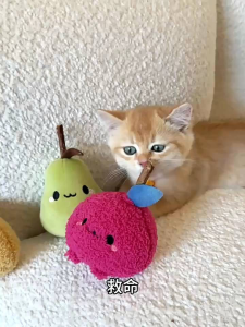 [SG]🚚 Toocat Cute Cat Bite Molar Rod Cat Toy Mu Tianmiao Cat Self-Hi Artifact Cat Teaser