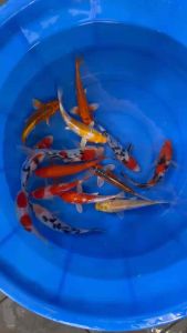 JAPAN KOI LOCAL BREED 5/6”HIGH GRADE 15pcs GOOD PROSPERITY COMBO at 1688 only + shipping 50 + MANY FREE GIFTS